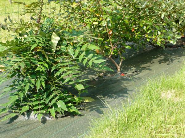 Aménagement des allées, massifs et haies - Toile de Paillage Tissée - 1.05 m x 100 m - Vert - face recto